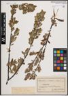 Foto von Salix aurita L. x Salix caprea L. x Salix cinerea L.
